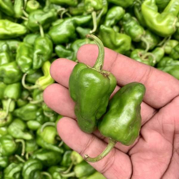 Padron Peppers