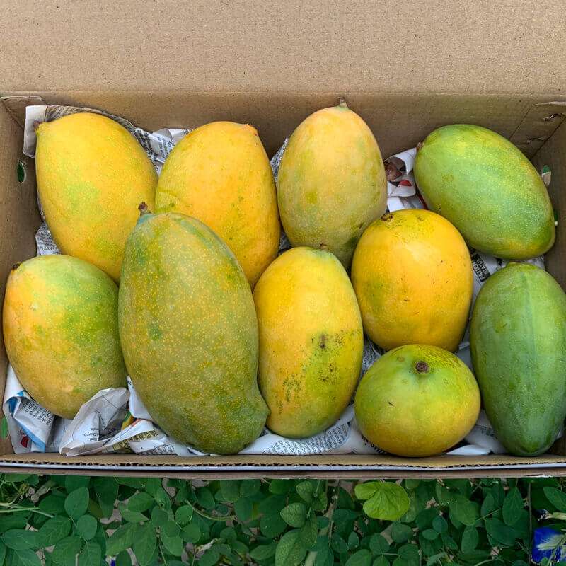 Mango - Mallika - Image 4