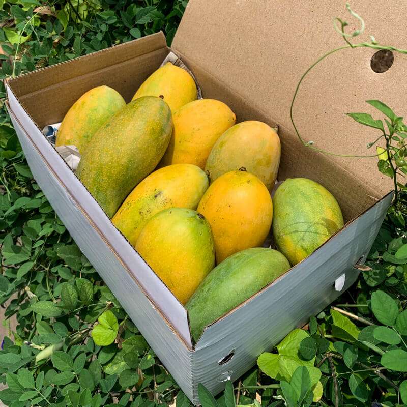 Buy Mallika Mangoes in Bangalore – Farm Fresh from Magic Farms