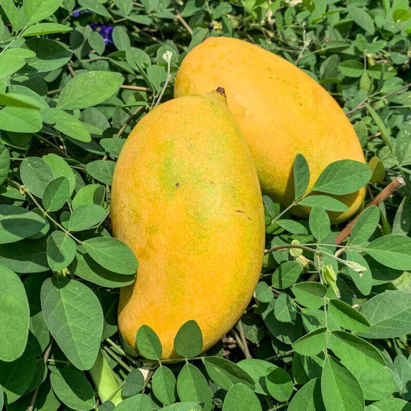 Mango - Mallika - Image 2