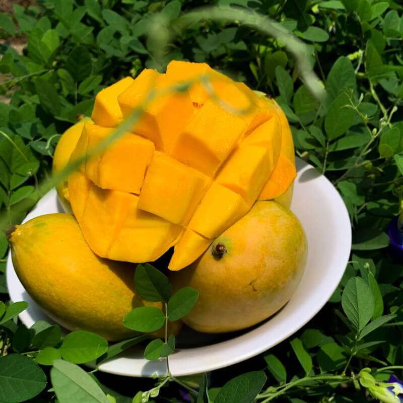 Mango - Mallika - Image 5