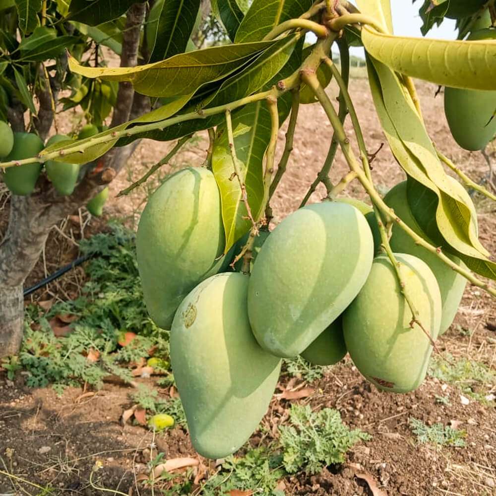 Mango - Mallika - Image 6