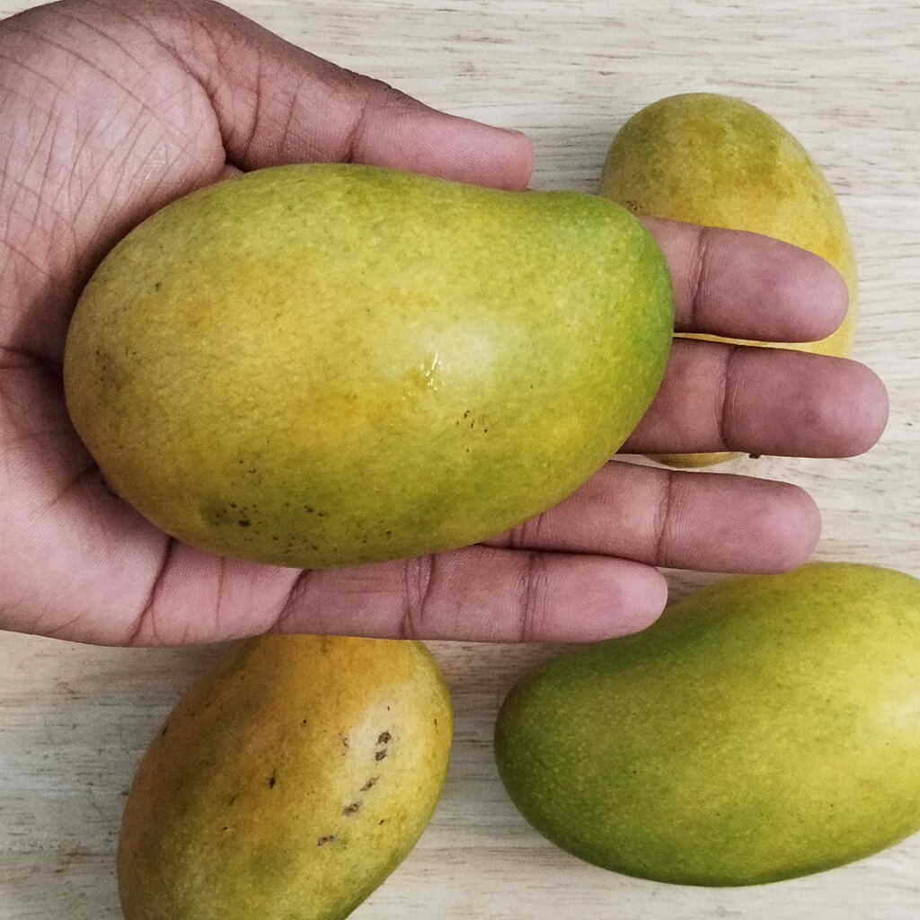 Amrapali Mango - Image 3