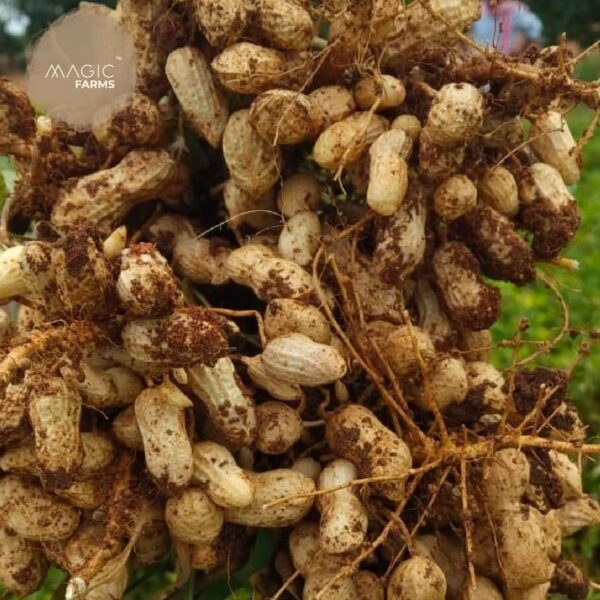 Off Shell Groundnuts Fresh Ground Nut - Undried with shell New Magic Farms